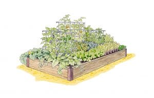 Illustration courtesy of Gardener’s Supply Co. A productive garden starts with a plan, but choosing the best vegetables to grow and where to plant them can be overwhelming.