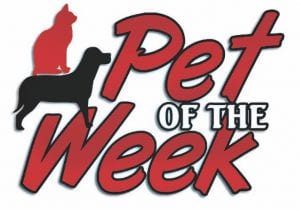 pet-of-the-week