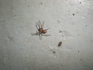 Concerns surrounding brown recluse spiders in Michigan grow following  another bite