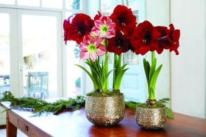 Photo courtesy of Gardener’s Supply Company Amaryllis bulbs, like this Grand Amaryllis Trio, produce showy blooms that can last up to a month or more.
